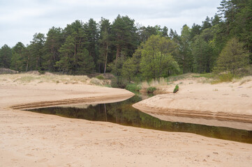 Small brook running through the sandy dunes grown by pine forest by the Baltic sea on cloudy and...