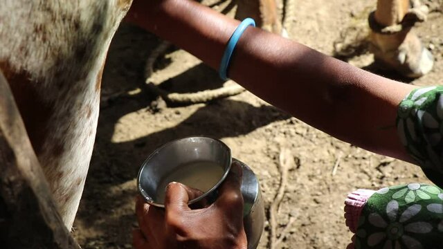 Women's hands milking a cow. Lady working at cow farm with hands milking a cow milk flows into small bucket