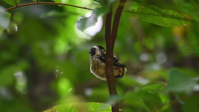 Black-and-yellow Broadbill, Eurylaimus ochromalus, a fledgling in Kaeng Krachan National Park, Thailand; a fledgling seen from under perched on a branch balancing and preening itself in the forest.