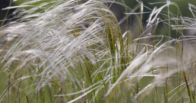 Feather grass Stipa pennata in nature reserve Mainz Germany