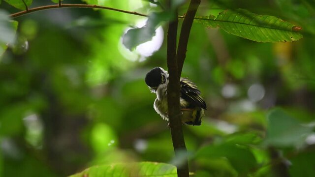 Black-and-yellow Broadbill, Eurylaimus ochromalus, a fledgling in Kaeng Krachan National Park, Thailand; seen from under while perched on a branch preening its breast and the left side of its body.