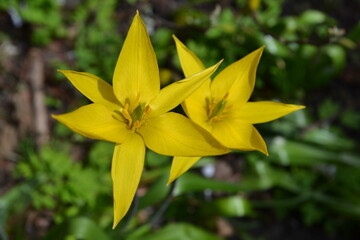 Two yellow flowers in the form of a star.