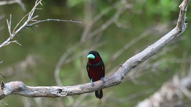 Black-and-red Broadbill, Cymbirhynchus macrorhynchos, Kaeng Krachan, Thailand; two individuals perched together, one flies into the nest leaving the other on its own while branch bounces.