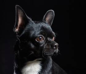 Chihuahua dog lowkey portrait black background