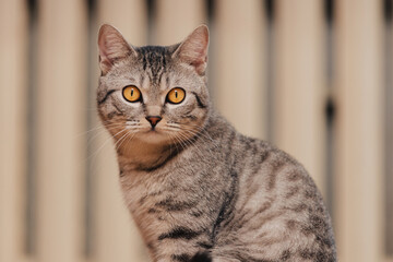 Black and white tabby cat with orange eyes.