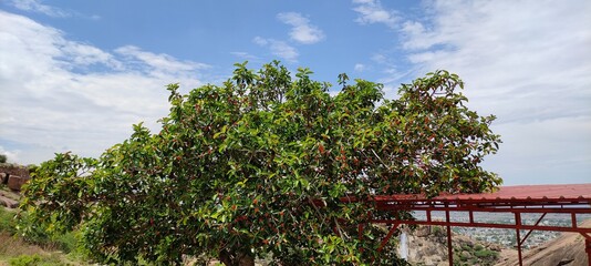 Natural green tree image