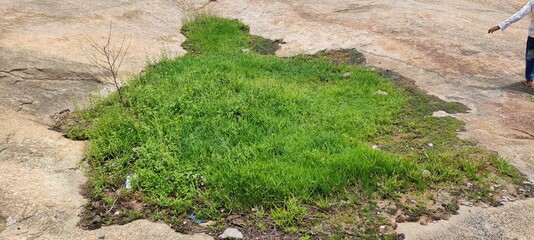 Natural green grass image