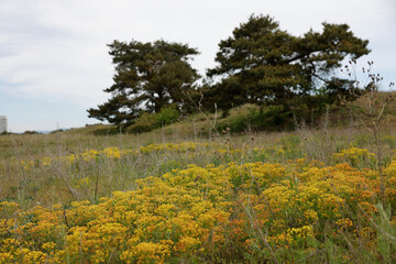 Trees and blooming grass Mainz Germany