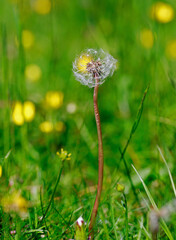 Dandelion Head against a natural lush green out of focus background