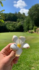 frangipani flower in hand