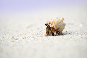 Hermit crab on the Beach in Phuket, Thailand.