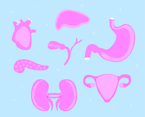 The main organs of the female body are the liver, kidneys, heart, gallbladder, pancreas, stomach. Vector graphics
