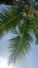 coconut tree