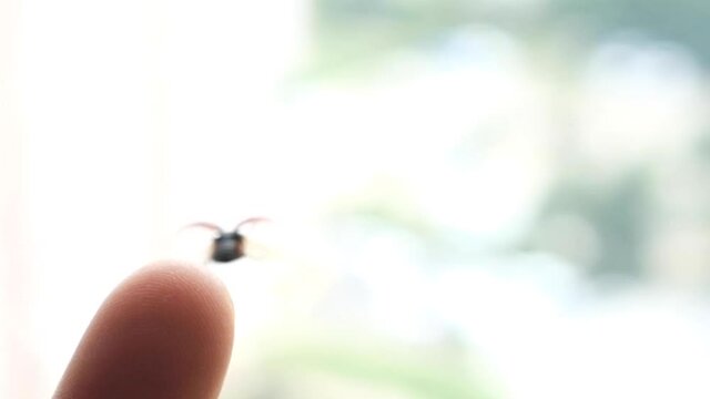 ladybug on finger slow motion