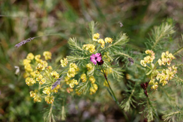 blooming flowers and grass in Mainz Germany