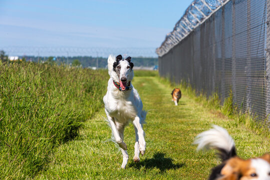 barsoi greyhound running on the grass