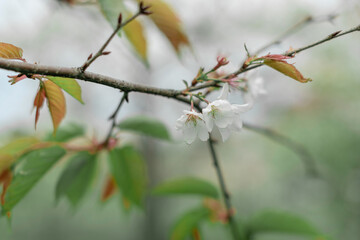 White flowers on blurred green background. Spring or summer concept. Copy space