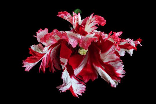 White-red parrot tulips isolated on black background.