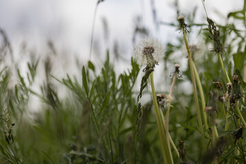 blooming flowers and grass in Mainz Germany