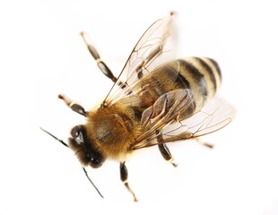 Honeybee isolated on white background, top view