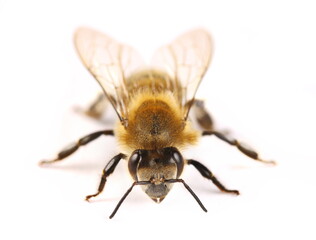 Honeybee isolated on white background, side view