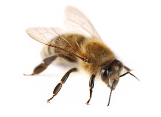 Honeybee isolated on white background, side view