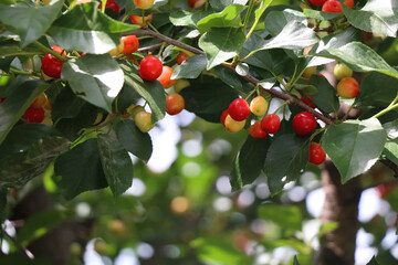 Cherries growing on a tree. Selective focus.