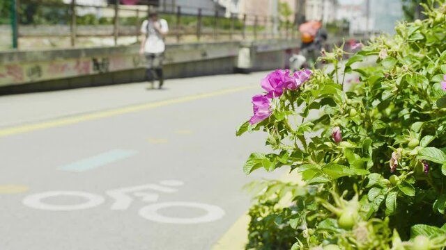 v&eacute;lo, piste cyclable, bicyclette, deux roue, skate, &eacute;t&eacute;, grenoble, nature, fleure, beau temps, ligne jaune, dessin v&eacute;lo, route, asphalte, autoroute, ligne, rue, voie, voyage, ciel, gazon, vert, paysag