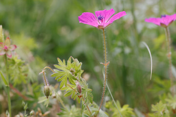 blooming flowers and grass in Mainz Germany