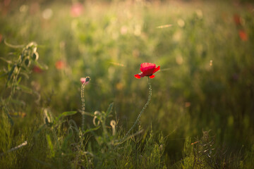 柔らかなイメージの赤いポピー