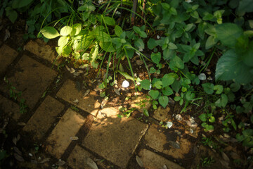 足元のタイルと植物