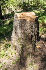 Baumstrunk eines gefällten Baumes, Kanton Wallis, Schweiz