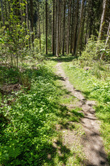 Fototapeta premium Waldweg unterhalb des Dorfes Blatten, Goms, Kanton Wallis, Schweiz