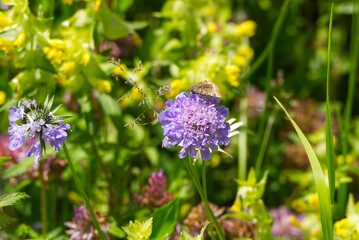 Burnet companion moth (Euclidia glyphica) butterfly perched on a flower in Zurich, Switzerland