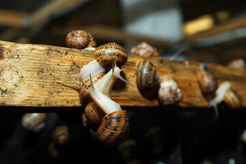 Many snails crawling on wooden stand indoors, closeup