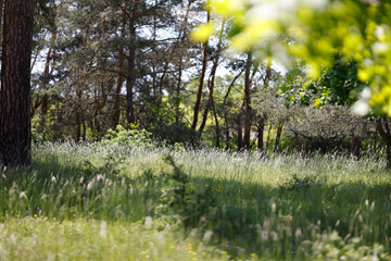 Obraz premium trees and flowers in nature reserve Gonsenheimer Sand Germany