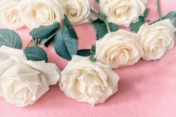 White rose flowers on a light pink background. Floral background. 