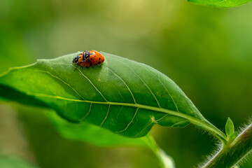 Mating ladybugs on green leaf