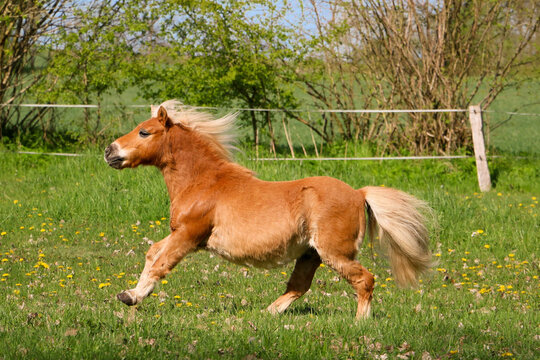 beautiful mini shetland pony looks like a haflinger horse is running on the paddock