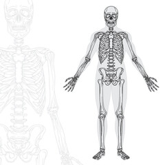 Fototapeta na wymiar Human skeleton hand drawn vector illustrations set. Part of human skeleton graphic.