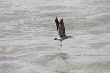 bird fishing on the beach