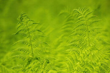 Green leaves of a lady fern growing in a summer forest. Tranquil natural background with vivid plants. Concept of environmental conservation.