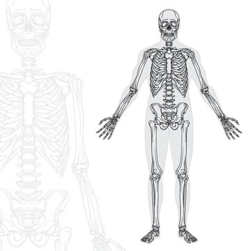 Human skeleton hand drawn vector illustrations set. Part of human skeleton graphic.