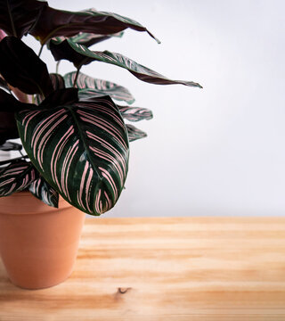 Close up of popular attractive indoor plant Calathea Ornata (Calathea Sanderian, Calathea Pinstripe or Pinstripe plant) leaves in terracotta pot on wooden table against a light background. Copy Space.