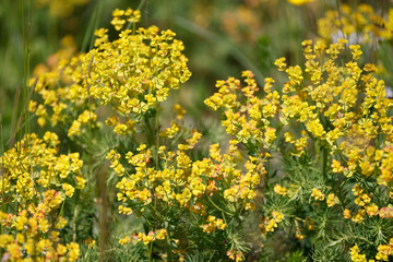 blooming flowers and grass in Mainz Germany