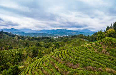 green tea plantation