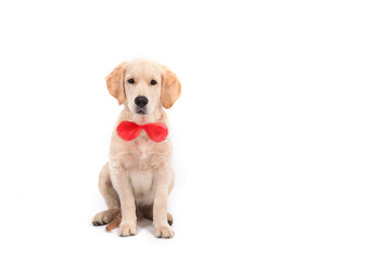 A cute funny puppy of Golden Retriever in red tie sits on an isolated white background and looks at the camera. High quality banner with Labrador and copy space