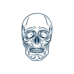 Human skull hand drawn vector illustration. Part of human skeleton graphic.