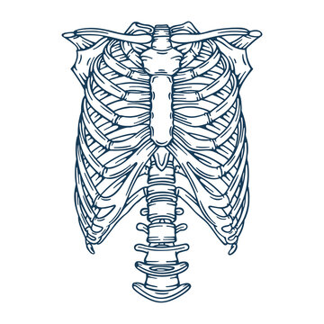 recommend clip art: Human ribs. Human rib bones hand drawn vector illustration. Part of human skeleton graphic.