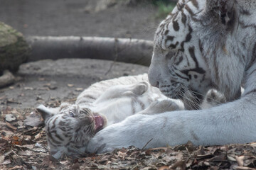 siberian tiger cub